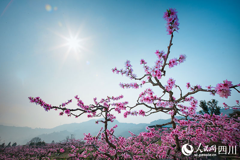 桃源村桃花開。劉斌攝