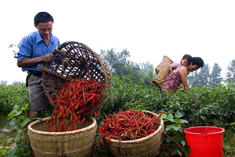國家地標(biāo)保護(hù)產(chǎn)品牧馬山二荊條。永安鎮(zhèn)供圖