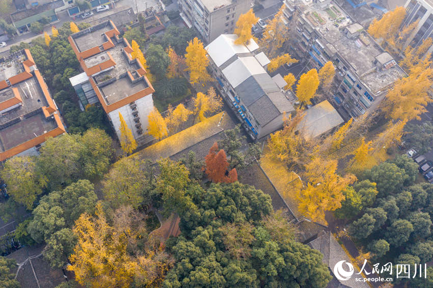 冬日銀杏扮靚城市街景。翁光建攝