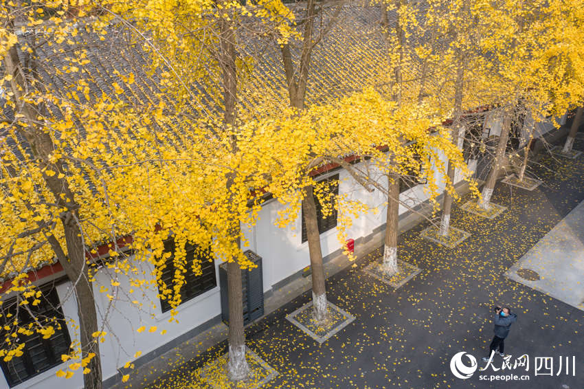 冬日銀杏扮靚城市街景。翁光建攝