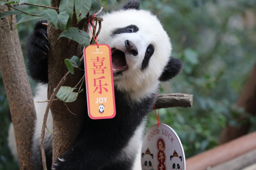 大熊貓萌亮相送祝福。成都大熊貓繁育研究基地供圖
