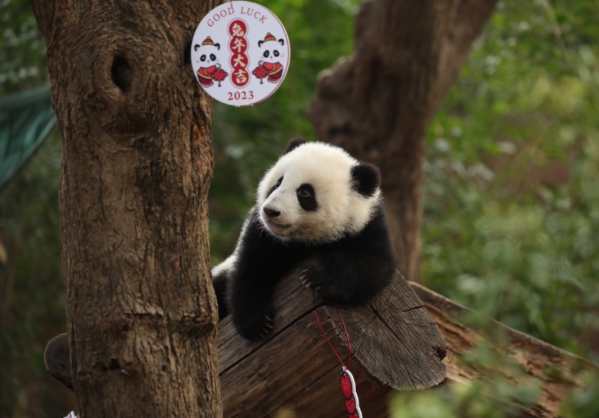 大熊貓萌亮相送祝福。成都大熊貓繁育研究基地供圖