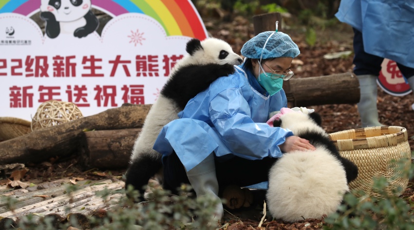 大熊貓萌亮相送祝福。成都大熊貓繁育研究基地供圖