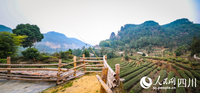 筍溝景區(qū)的山林和茶海。宋姿熠攝