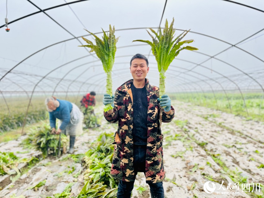 種植戶趙世林展示豐收的蔬菜。人民網(wǎng)朱虹攝