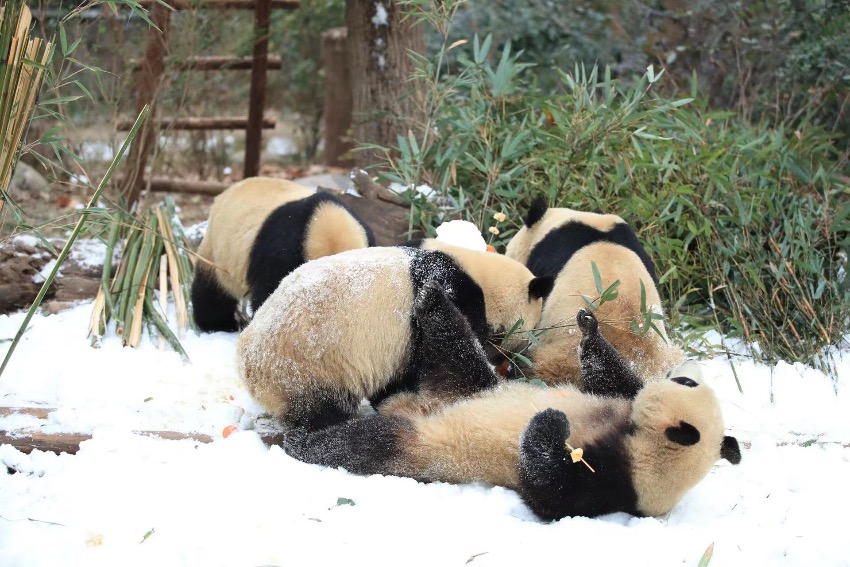 大熊貓盡情雪地撒歡。成都大熊貓繁育研究基地供圖