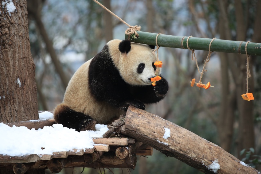 大熊貓盡情雪地撒歡。成都大熊貓繁育研究基地供圖