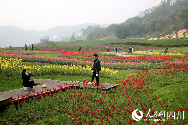 納溪區(qū)大渡口鎮(zhèn)花田酒地景區(qū)游人如織。王超明攝
