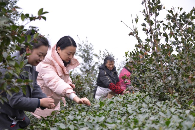 村民正在采摘茶葉。蔣兵供圖