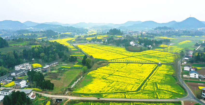 有機農(nóng)業(yè)基地。南充臨江新區(qū)管委會供圖