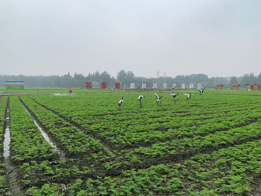 成都都江堰市川芎產(chǎn)業(yè)園、川芎種植基地。