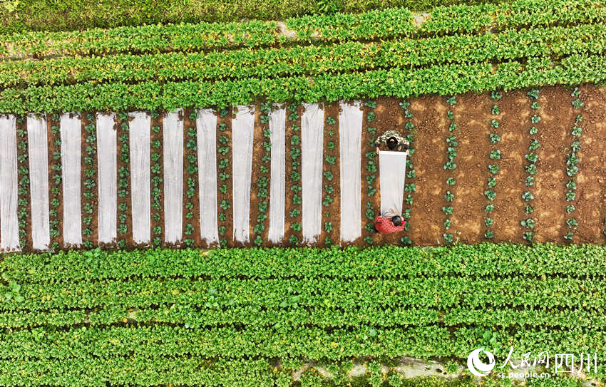 村民在錦屏鎮(zhèn)中壩社區(qū)蔬菜種植基地勞作。劉永紅攝