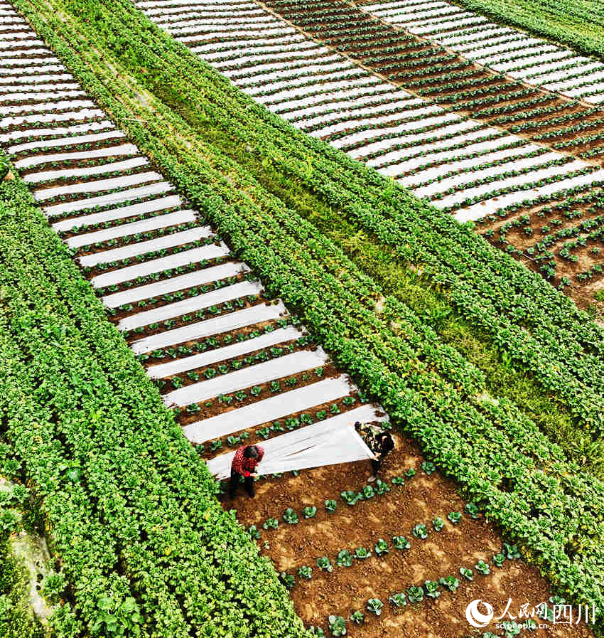 村民在錦屏鎮(zhèn)中壩社區(qū)蔬菜種植基地勞作。劉永紅攝