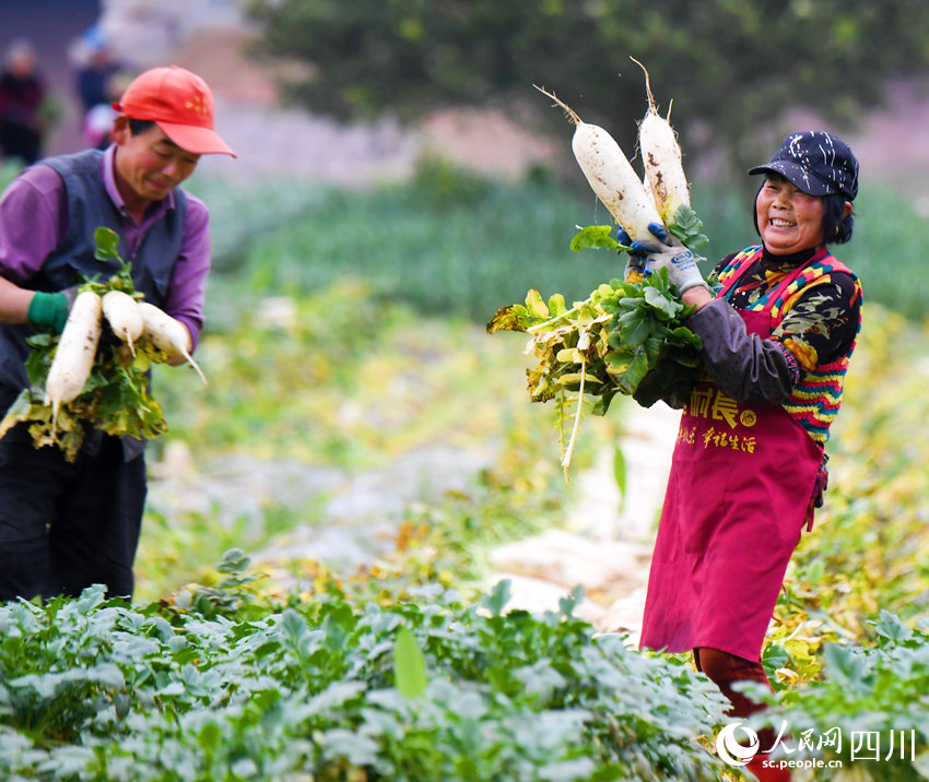 錦屏鎮(zhèn)中壩社區(qū)蔬菜種植基地內(nèi)村民正忙著采收蘿卜。汪澤民攝
