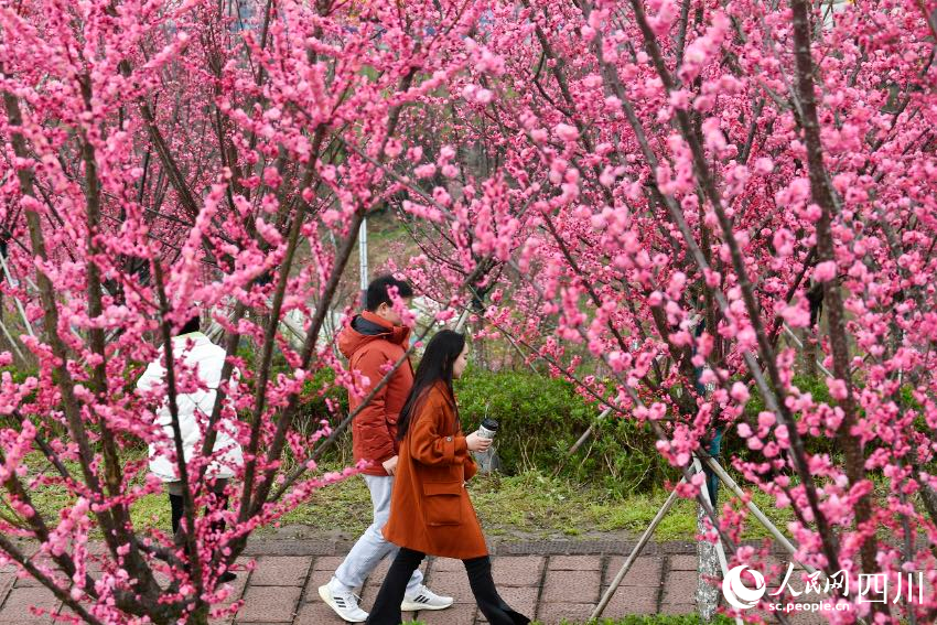 市民踏青賞花、休閑游玩。 張啟富攝