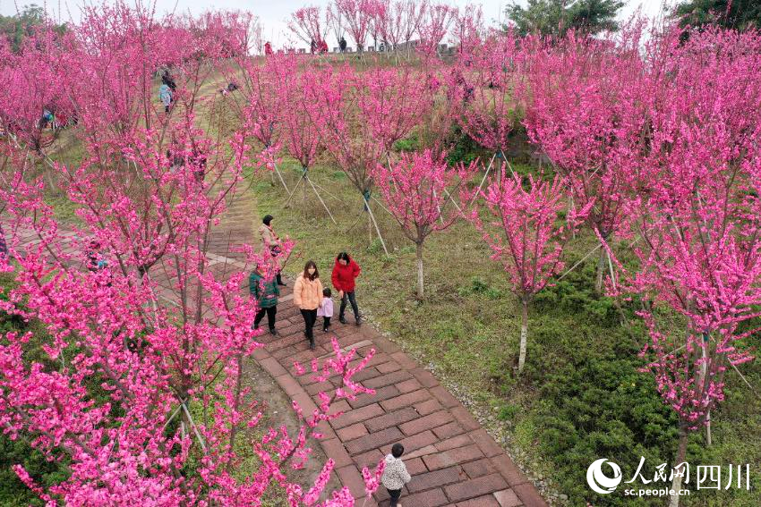 市民踏青賞、休閑游玩。 張啟富攝