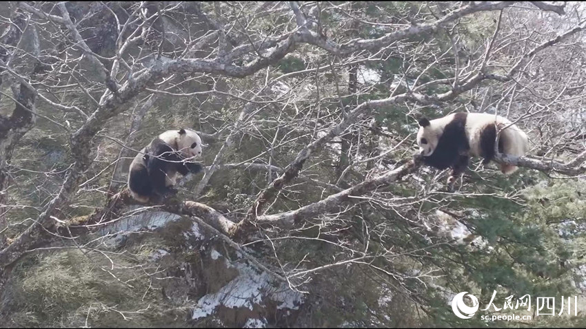 正在樹上的兩只成年大熊貓。孟昱攝