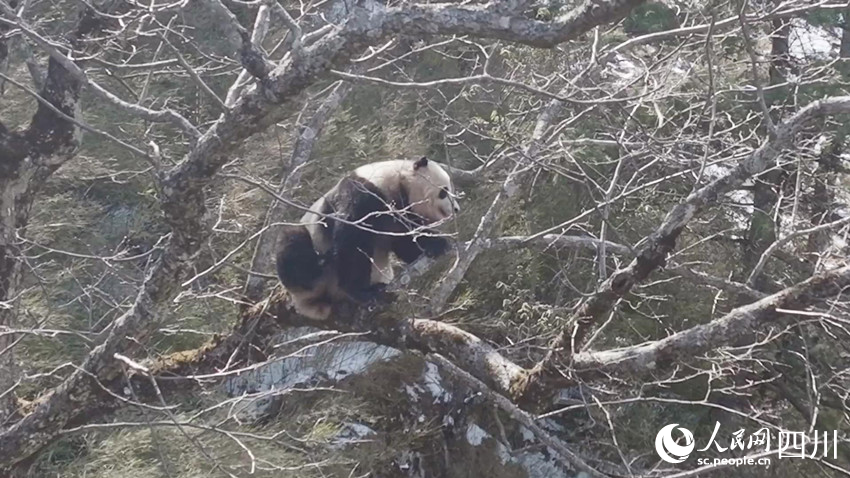 正在一步一步向樹上爬去的雄性大熊貓。孟昱攝
