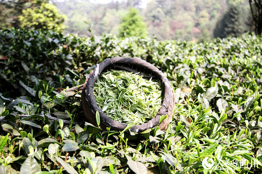 茶農(nóng)采摘的新茶。陳曉芳攝