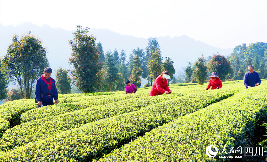 茶農(nóng)們正在采摘茶葉。陳曉芳攝