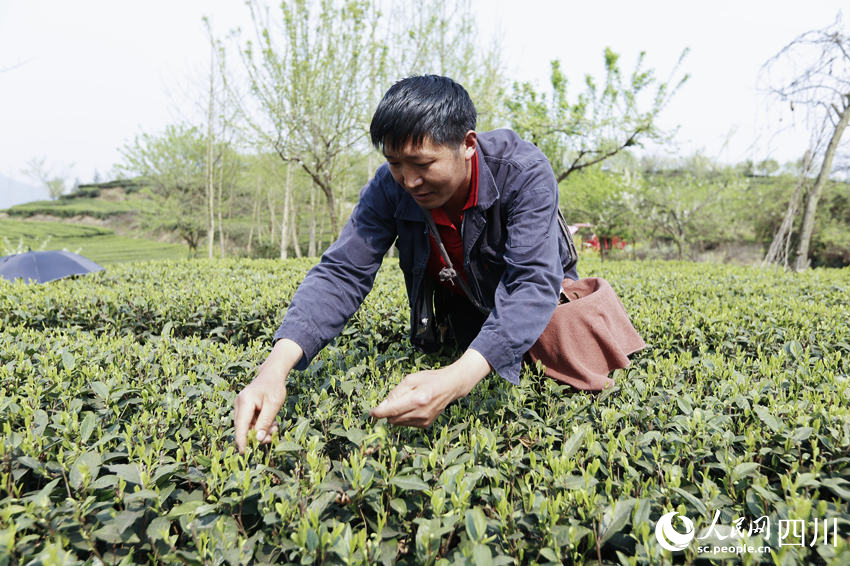 茶農(nóng)采茶。陳曉芳攝