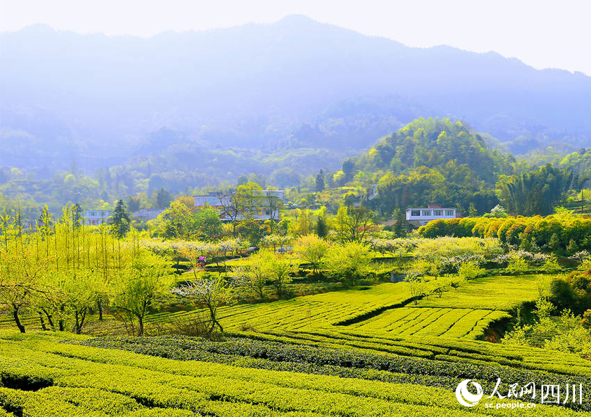 綠意盎然的茶園。陳曉芳攝