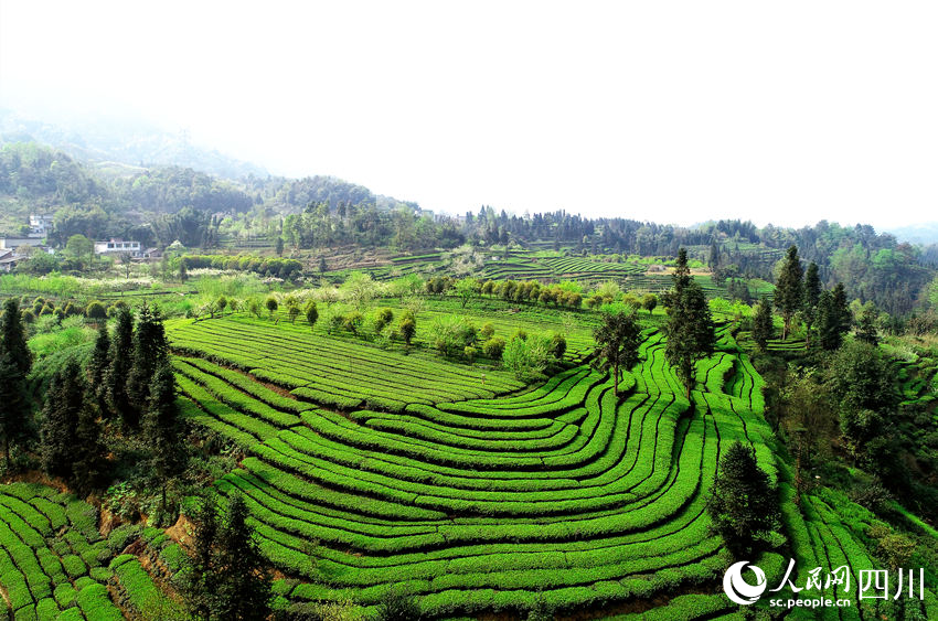 航拍高縣標(biāo)準(zhǔn)化生態(tài)茶園。陳曉芳攝