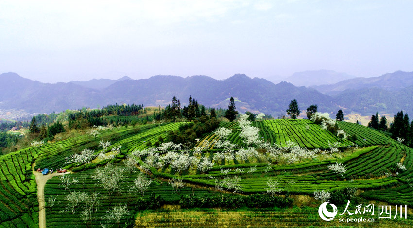 春到茶園景如畫。陳曉芳攝