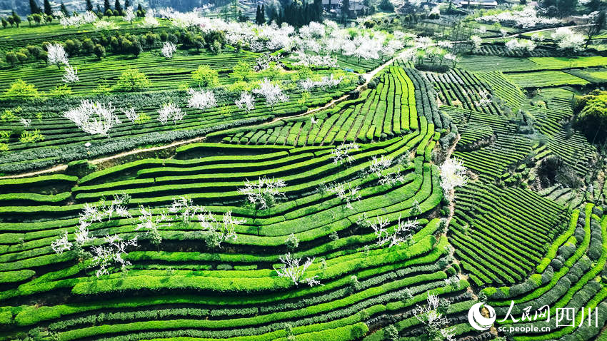 茶山春色。陳曉芳攝