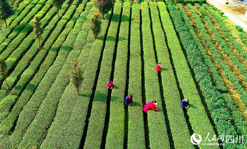 滿山茶樹吐綠，菜農(nóng)采茶正當(dāng)時。陳曉芳攝