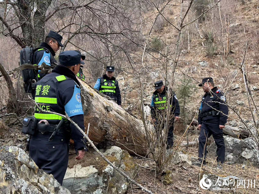 巡邏中發(fā)現(xiàn)被砍樹(shù)木。侯杰攝