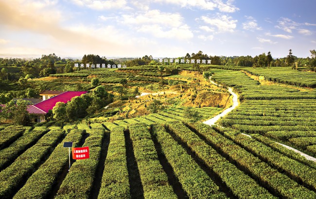 茶葉產(chǎn)業(yè)脫貧致富奔小康。胡未供圖