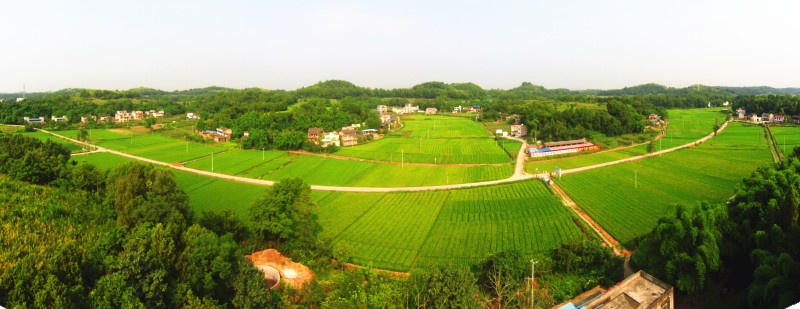 簡(jiǎn)陽(yáng)市沱東生態(tài)農(nóng)場(chǎng)糧油大地景觀。