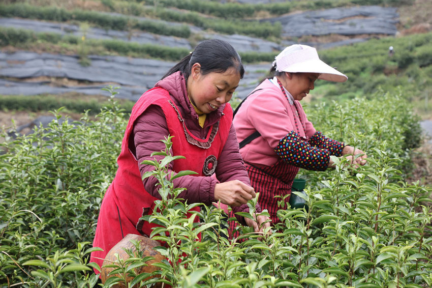 茶農(nóng)們正在采摘茶葉。 馬發(fā)海攝