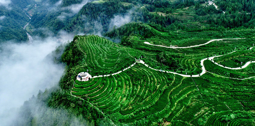 航拍萬源市的富硒茶園。謝長(zhǎng)智攝