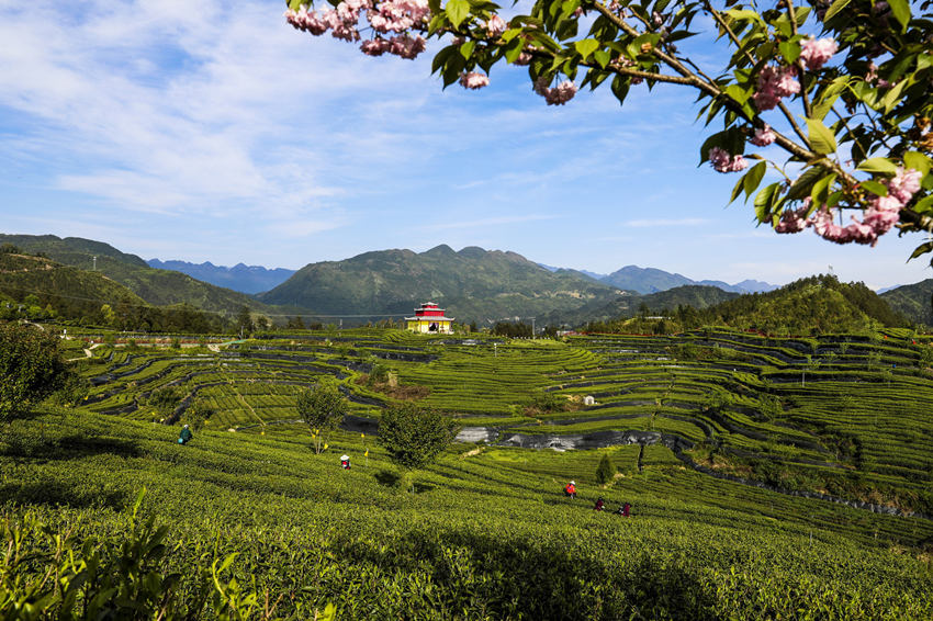 萬源市的富硒茶園。孫維翠攝