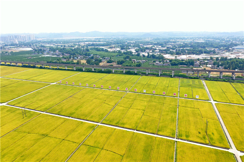 黃金風(fēng)景喜心懷。眉山市新聞中心供圖