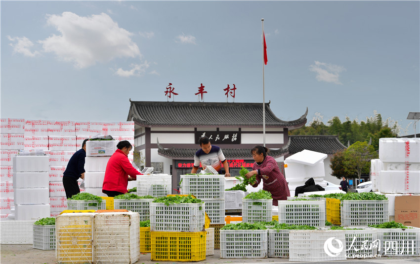 豌豆尖熟香氣遠(yuǎn)。廖波攝