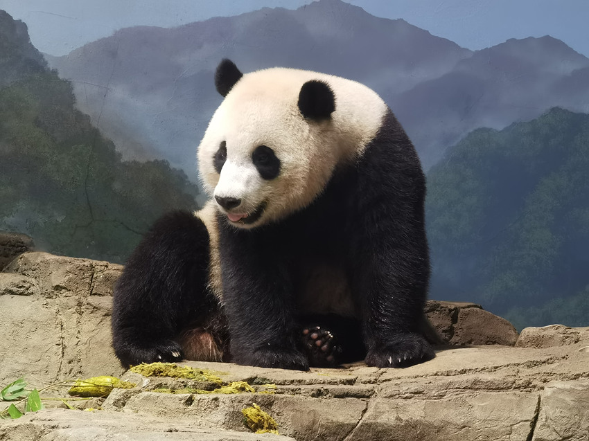 大熊貓“小奇跡”。中國大熊貓保護(hù)研究中心供圖