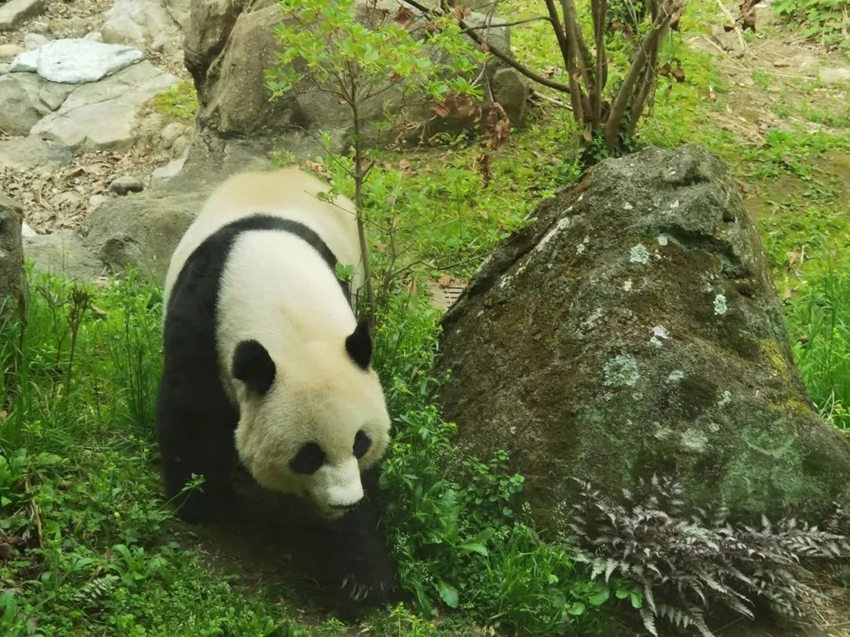 大熊貓“美香”在室外運(yùn)動場。中國大熊貓保護(hù)研究中心供圖