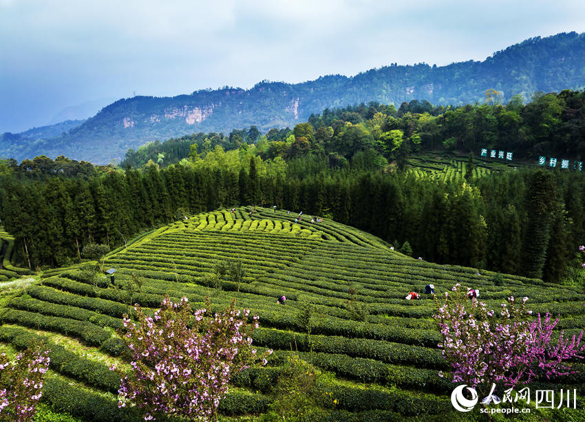 茶農(nóng)采茶忙。何為攝