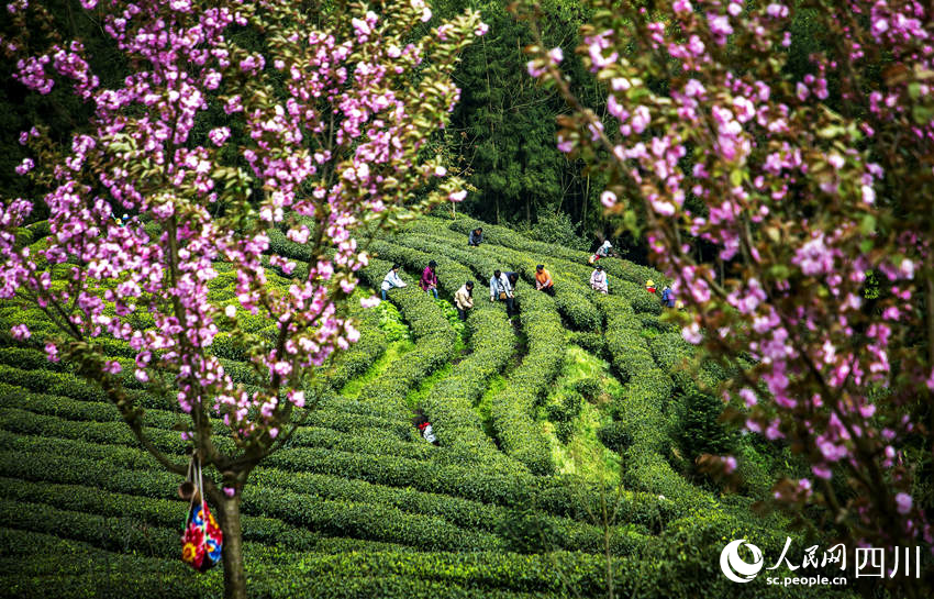茶農(nóng)采茶忙。何為攝