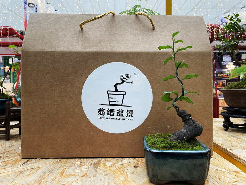 馮文靜創(chuàng)建的盆景品牌——翁縉盆景。受訪者供圖