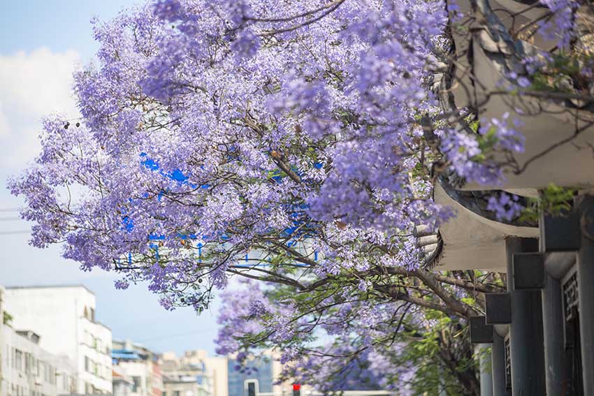 盛放的藍花楹。西昌市委宣傳部供圖
