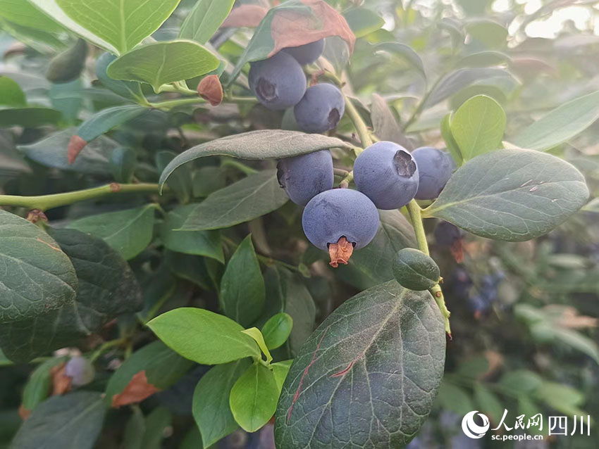 深藍(lán)色的藍(lán)莓果實(shí)綴滿枝頭。吳舒婷攝