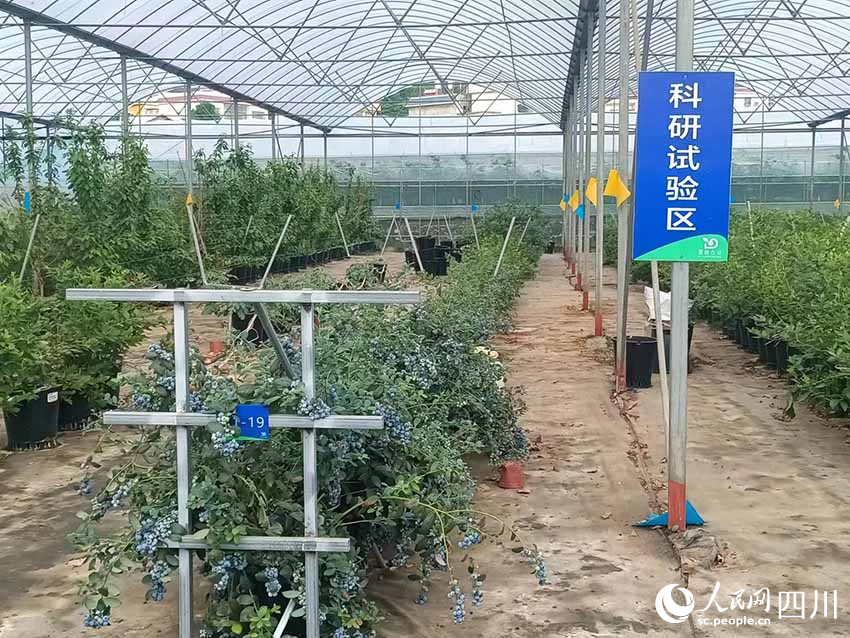 園區(qū)內(nèi)設(shè)置了科研試驗(yàn)區(qū)，不斷改進(jìn)種植技術(shù)。吳舒婷攝