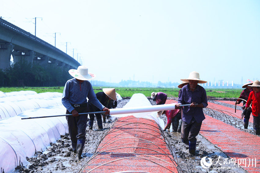 永豐村村民搶抓農(nóng)時進行水稻育秧。人民網(wǎng) 趙祖樂攝