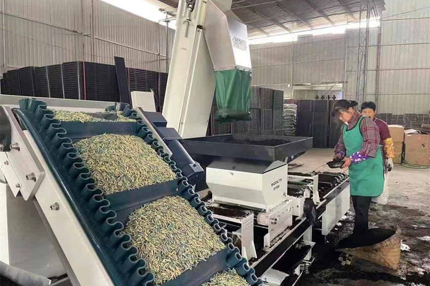 全自動育秧機正在作業(yè)。眉山市東坡區(qū)委宣傳部供圖