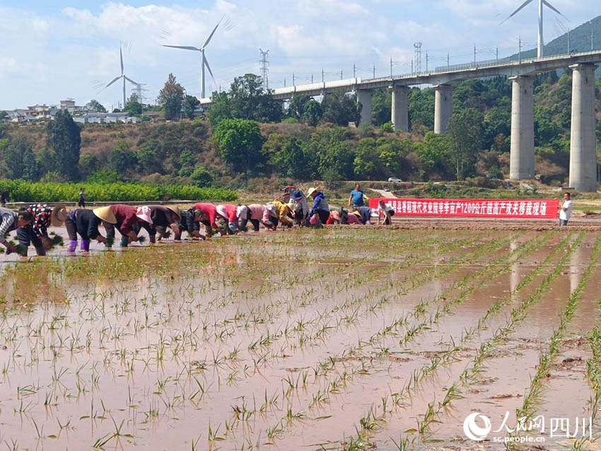 春耕現(xiàn)場(chǎng)。吳舒婷攝