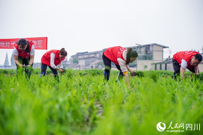 該區(qū)黨員教師志愿者帶領(lǐng)小學(xué)生們在田間地頭揮灑汗水，體驗農(nóng)耕勞作的意義。翁光建攝